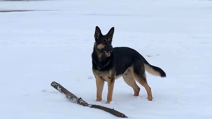 german shepherd herding style