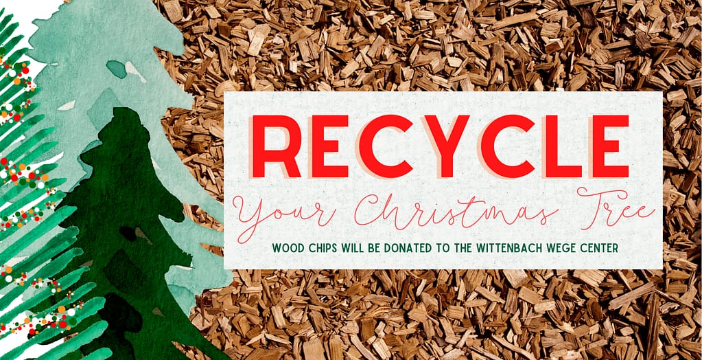 Lowell Light and Power Recycling Christmas Trees for Trails Lowell's