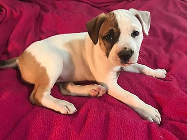 Furry Friday Lowell's First Look