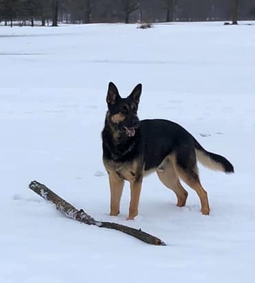 Guest Article: How to Pick the Best Dog for You Lowell's First Look