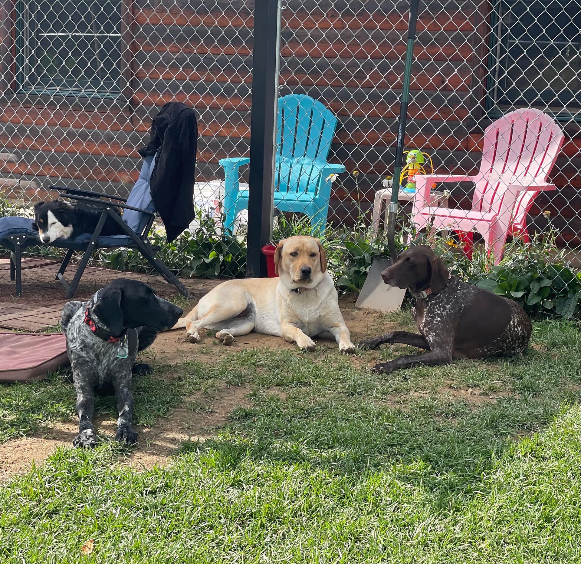 Fur Baby Bliss Offers Resort Style Boarding and Grooming Part 1