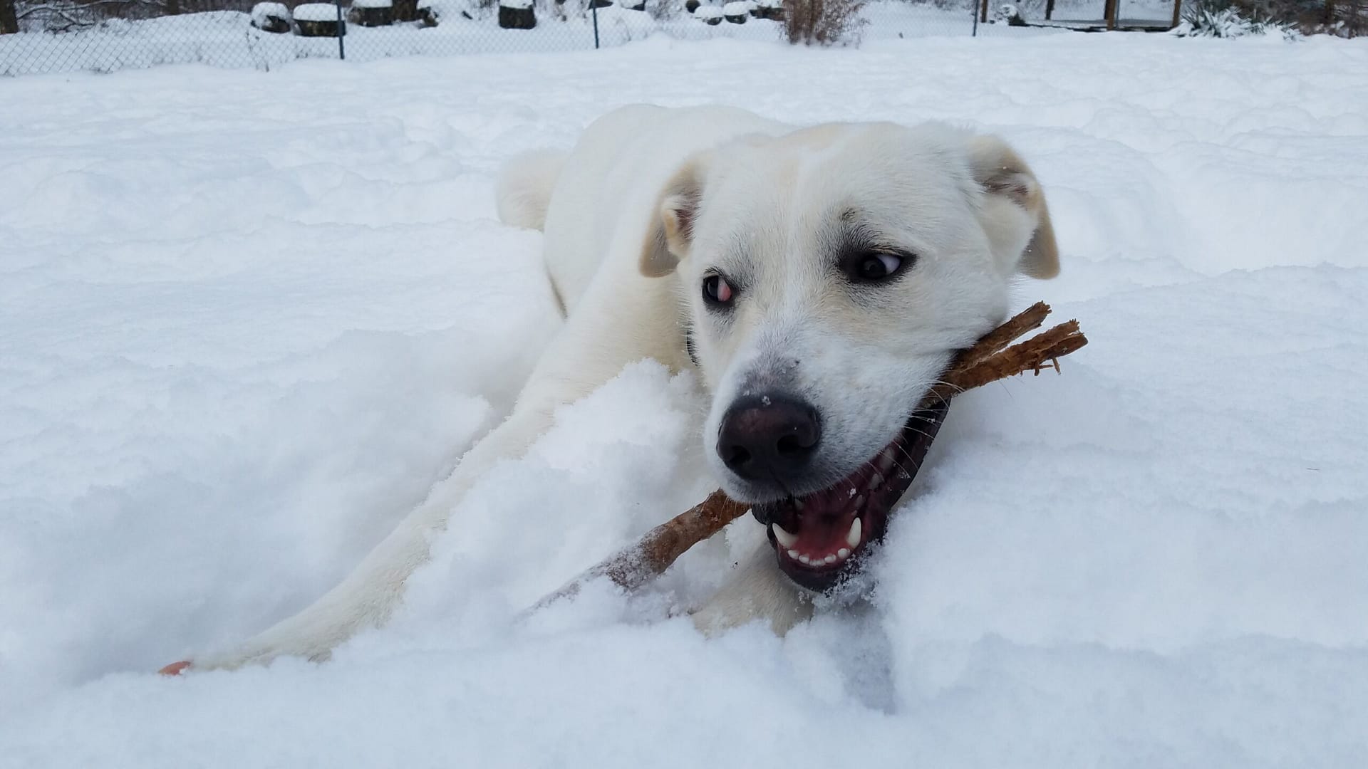 Inexpensive dog dna test cheap