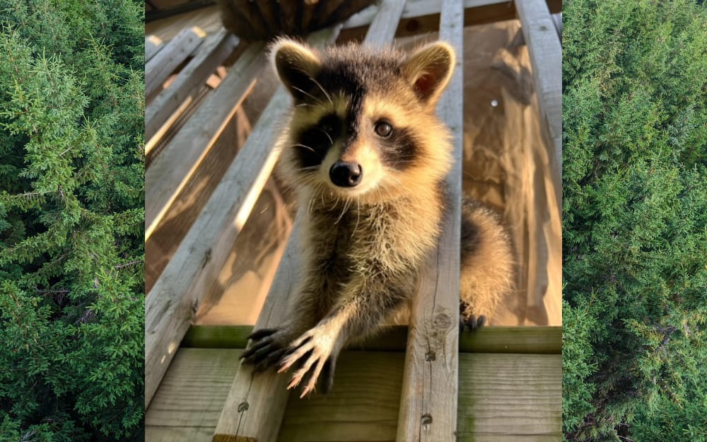 Lowell Wildlife's Newest Additions with Care and Caution Lowell's First Look