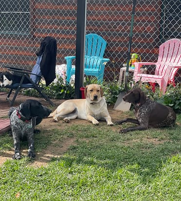 Fur Baby Bliss Offers Resort Style Boarding and Grooming Part 1